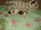 Kvalita na krtkch nokch Jack Russell Terrier s PP