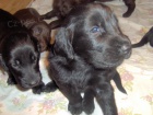 FLAT COATED RETRIEVER - černá štěňata s PP