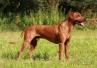 Rhodéský ridgeback