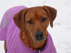 Rhodéský ridgeback