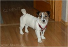 Jack a Parson Russell teriér