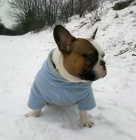 Krsn francouzsk buldoek na kryt