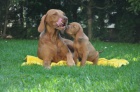 Štěňata MOK ( vizsla)