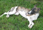 whippet - vipet
