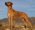 Rhodesian Ridgeback štěňata s PP