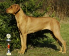 Rhodesian Ridgeback štěňata s PP