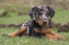 Beauceron štěňata na prodej - francouzský ovčák
