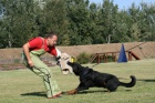 Beauceron štěňata na prodej - francouzský ovčák