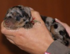 Beauceron štěňata na prodej - francouzský ovčák