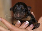 Beauceron štěňata na prodej - francouzský ovčák