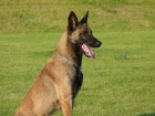 ZADÁM ŠTĚŇATA - BELGICKÝ OVČÁK MALINOIS S PP