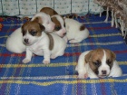 JACK RUSSELL TERIR tata s PP