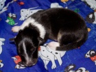 prodam štěnatka sheltie