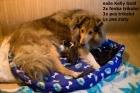 prodam štěnatka sheltie