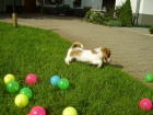 Jack Russell Terrier štěňátka s PP