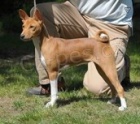 Basenji tata
