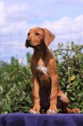 RHODÉSKÝ RIDGEBACK – štěňátka