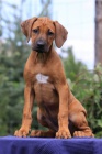 RHODÉSKÝ RIDGEBACK – štěňátka