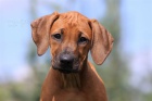 RHODÉSKÝ RIDGEBACK – štěňátka