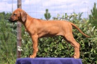 RHODÉSKÝ RIDGEBACK – štěňátka