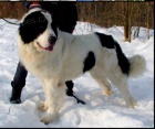 prodám štěnata Landseer