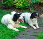 prodám štěnata Landseer