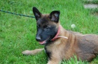 Belgický ovčák-malinois