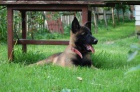 Belgický ovčák-malinois