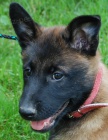 Belgický ovčák-malinois