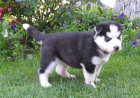 Sibiřský husky-