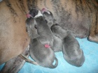 Prodm  - whippet