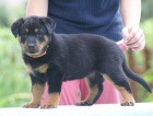 Beauceron štěně - zahraniční krytí