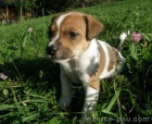 Jack Russel teri�r