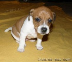 Jack Russel teri�r