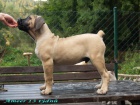 boerboel štěňátka