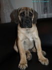 boerboel štěňátka