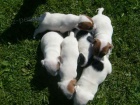 Jack russel terier �t���tka