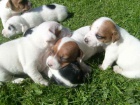 Jack russel terier �t���tka