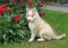 Sibiřský husky-