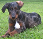 Beauceron štěňata s PP levně