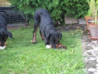 Beauceron štěňata s PP levně