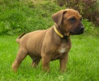 Rhodéský ridgeback štěňátka