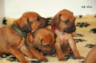 Rhodéský ridgeback štěňátka