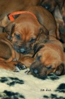 Rhodéský ridgeback štěňátka