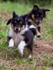 prodam štenatko Sheltie