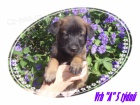 PRODÁM ŠTĚŇATA - BELGICKÝ OVČÁK MALINOIS S PP