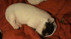 Jack Russel Teri�r