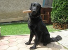 Predám čistokrvného flat-coated retrievera