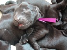 Flat coated retriever - štěňátka s PP 