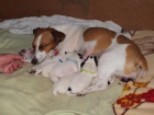�t���tka Jack Russel teri�r
